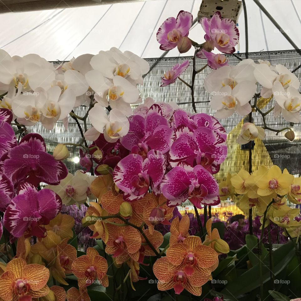 Variety kind of orchids