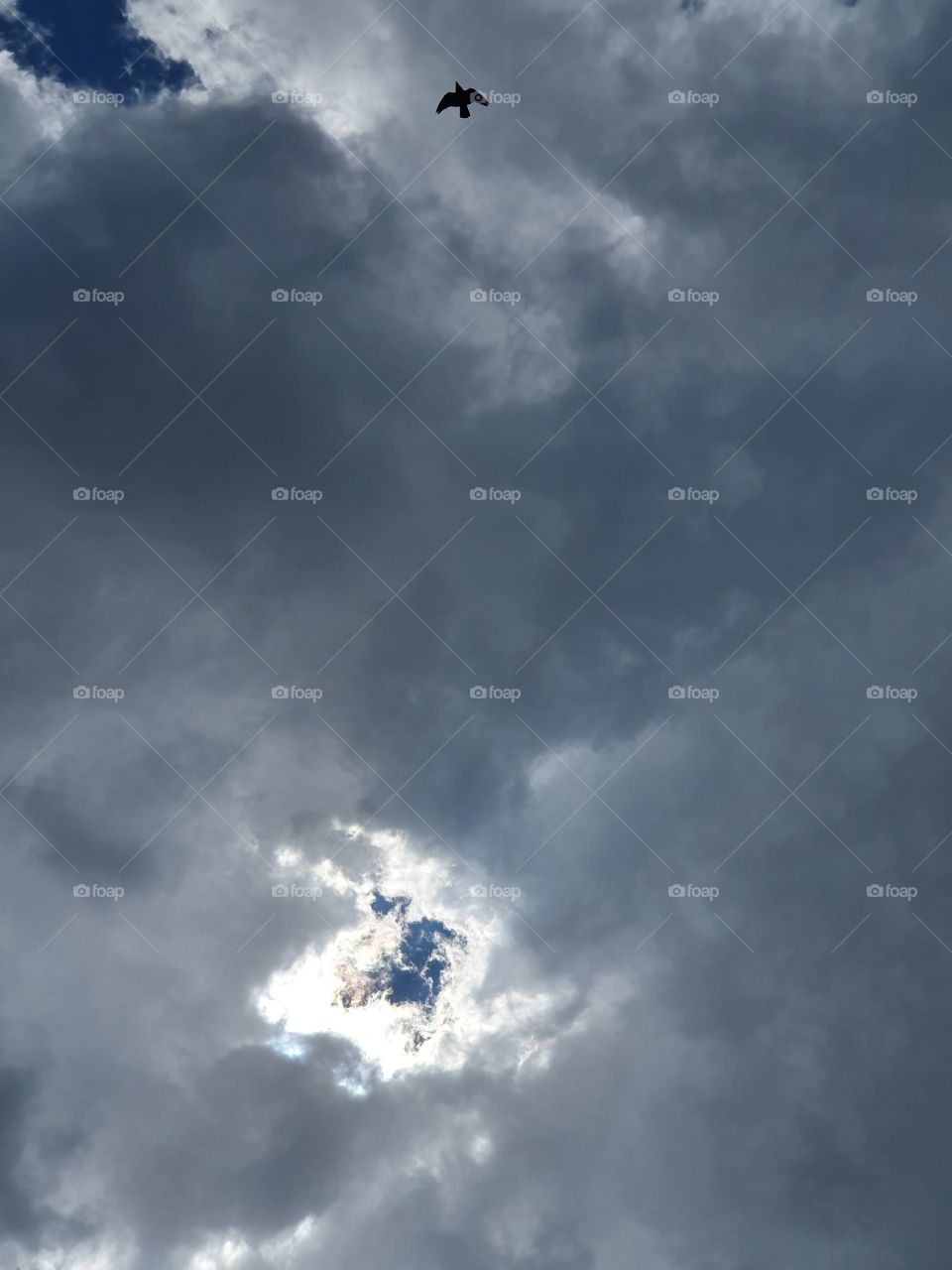 bird in front of cloud just before the rain