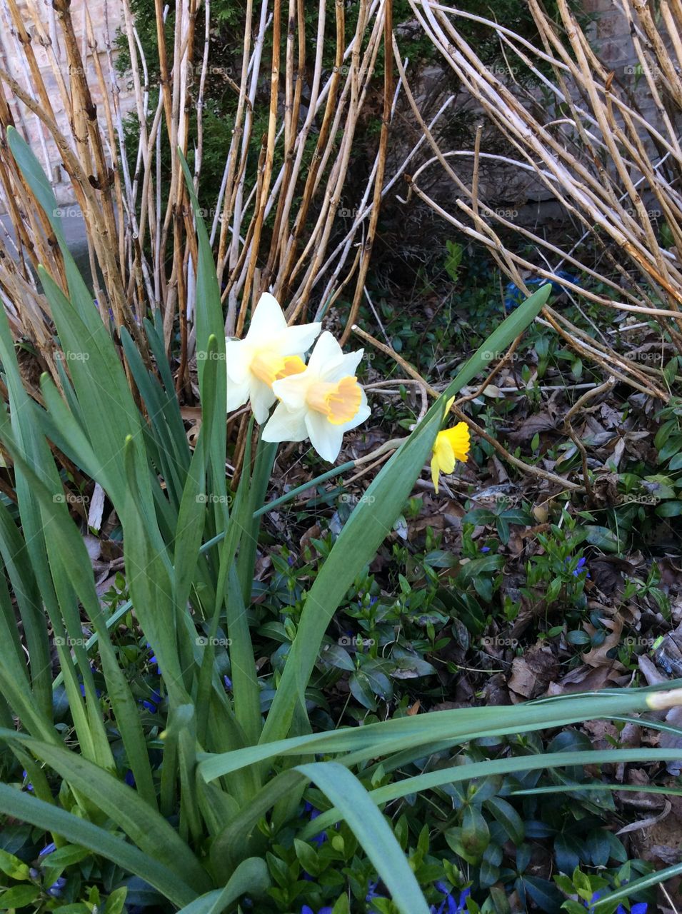 Nature, Flower, Flora, Garden, Leaf