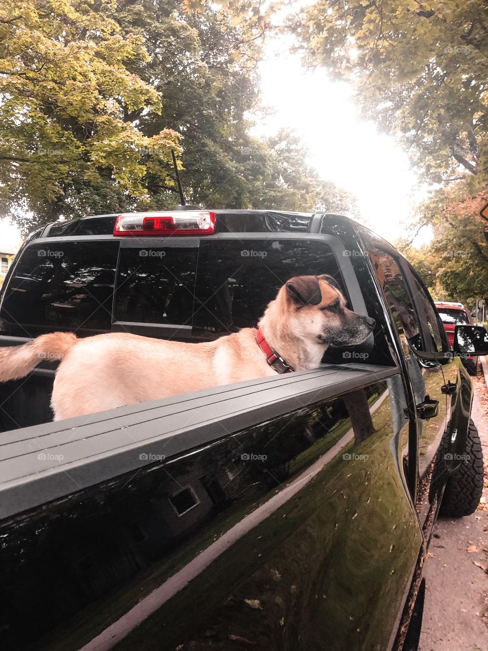 Adventure pup in the bed of the truck ready to go adventuring! 