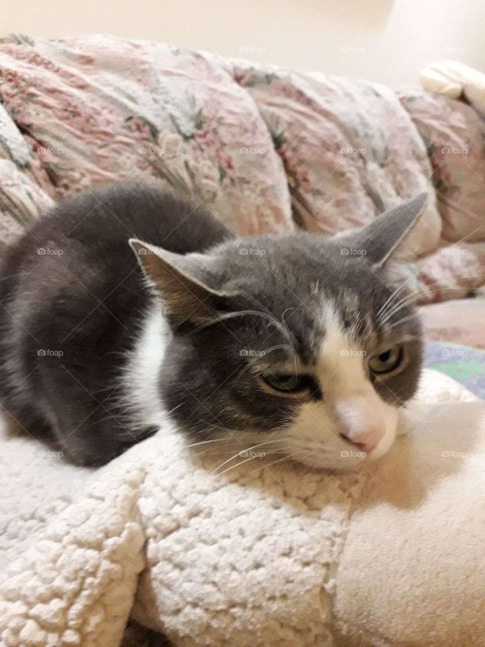 cat on a comfortable pillow