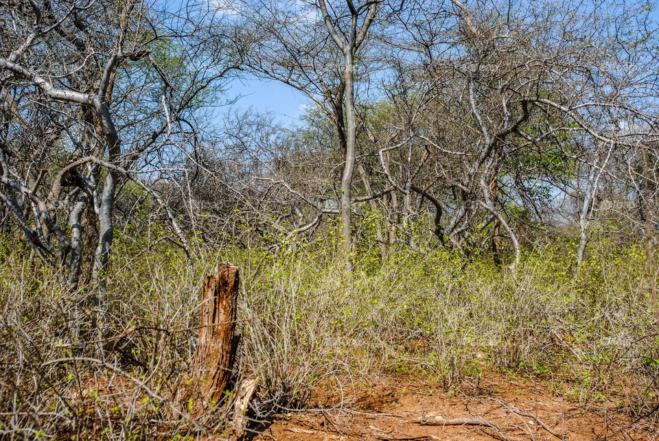 forest trees 