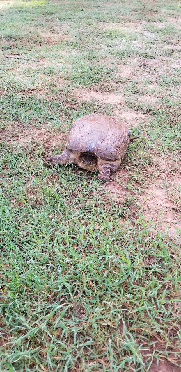 large turtle in the country