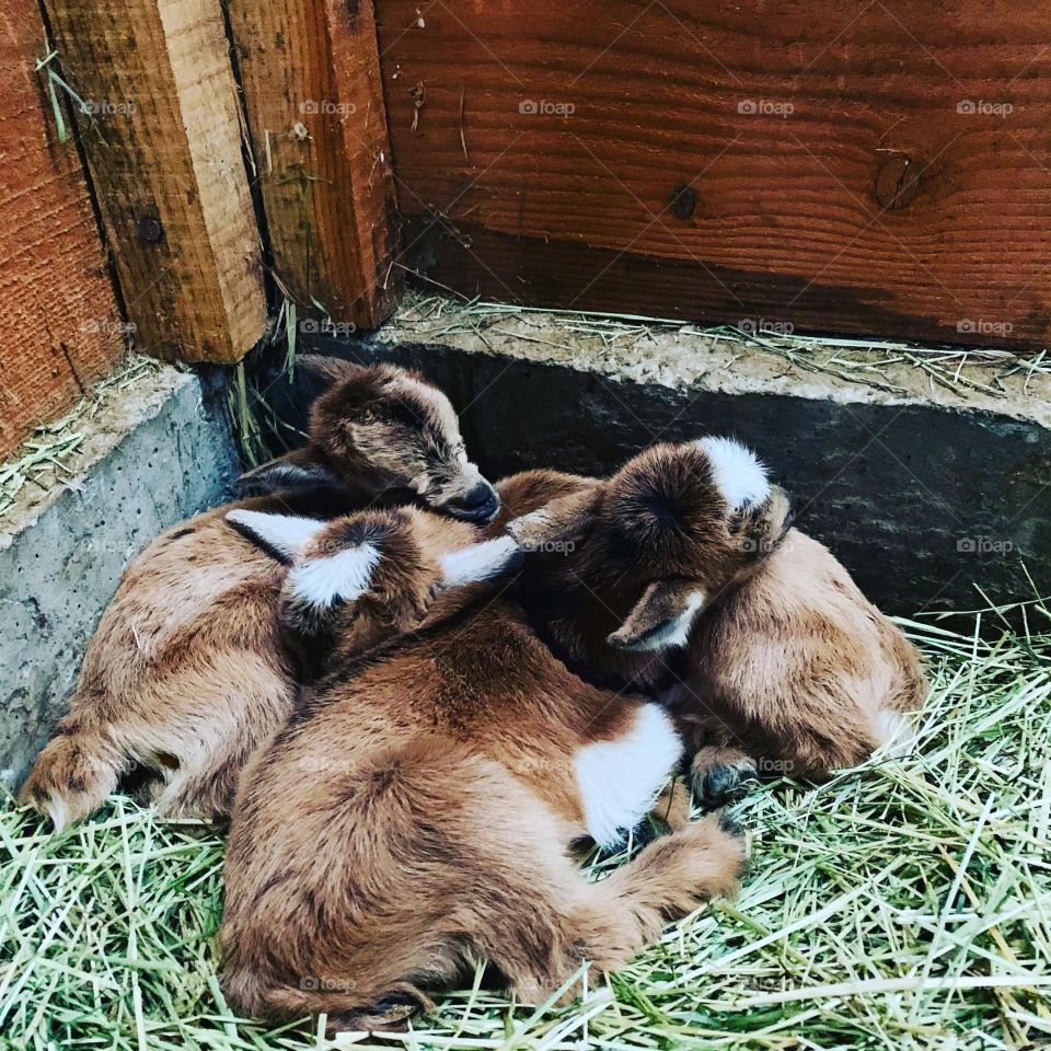 Goat babies