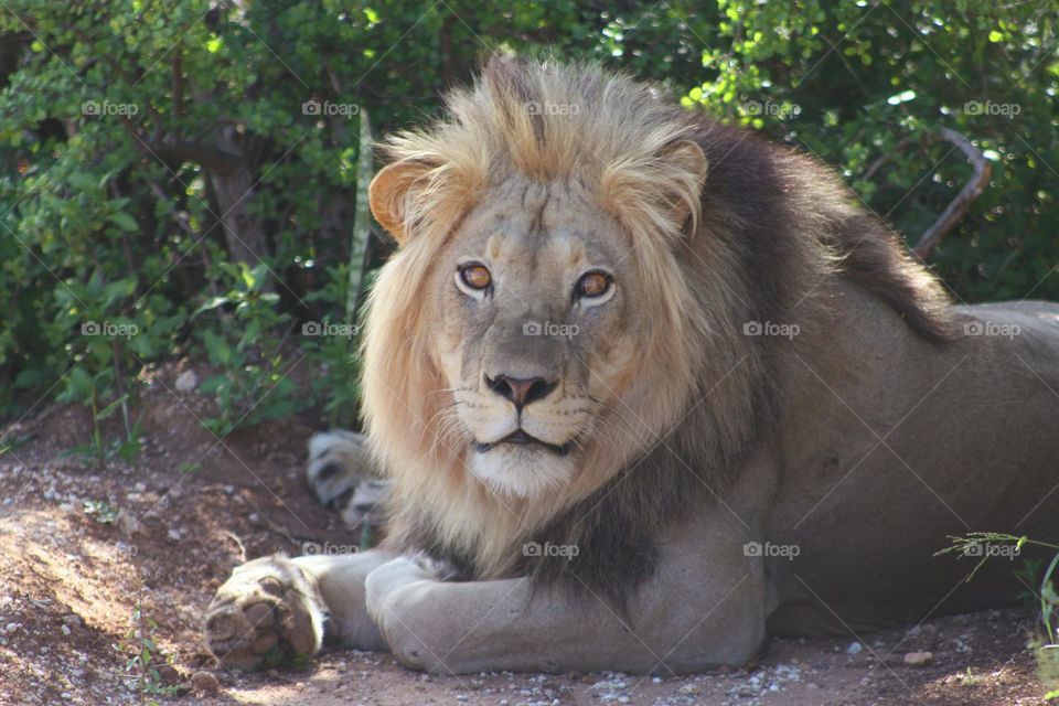 Majestic male lion. lying in some shade on a humid day.