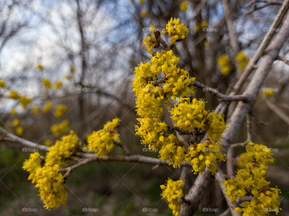 Blooming dogwood. A tree branch.