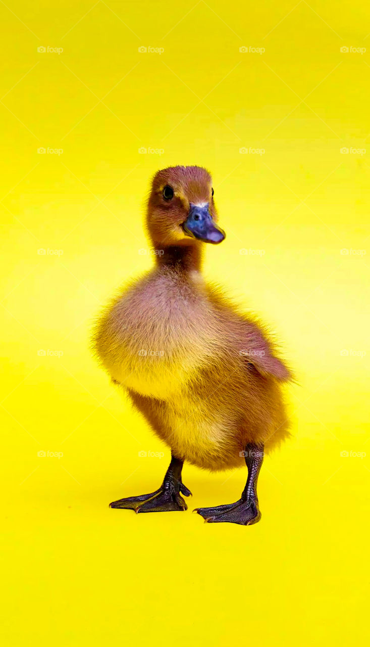 Gosling gets flying lessons