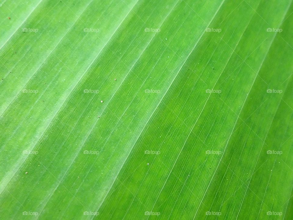 banana leaf