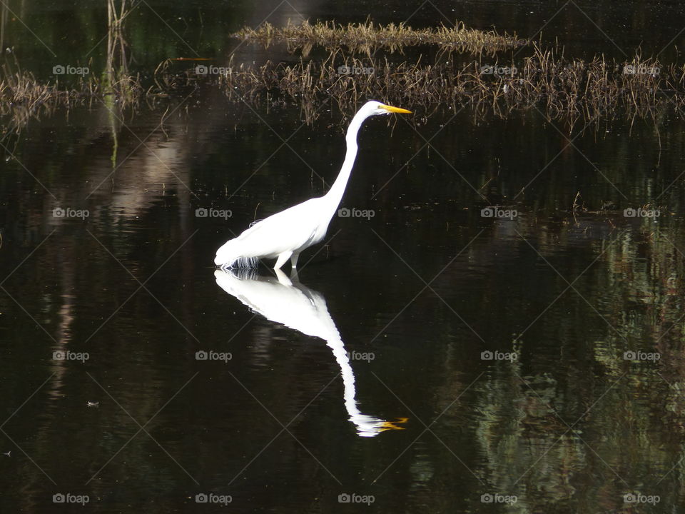 Great egret with strong contrast reflection 