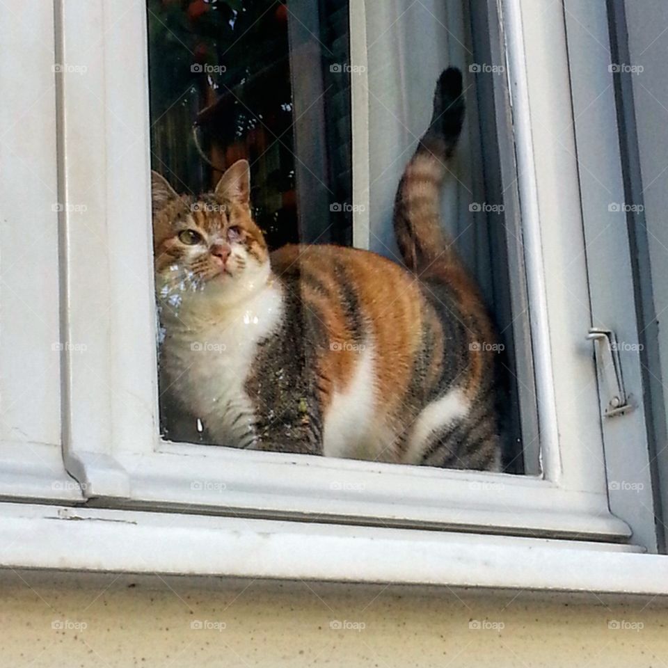 windows&cat