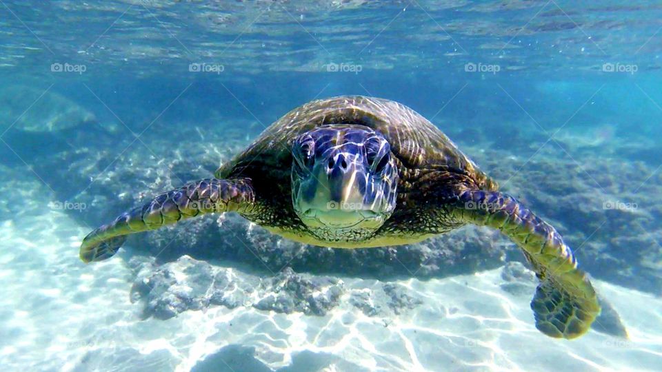 Sea Turtle underwater