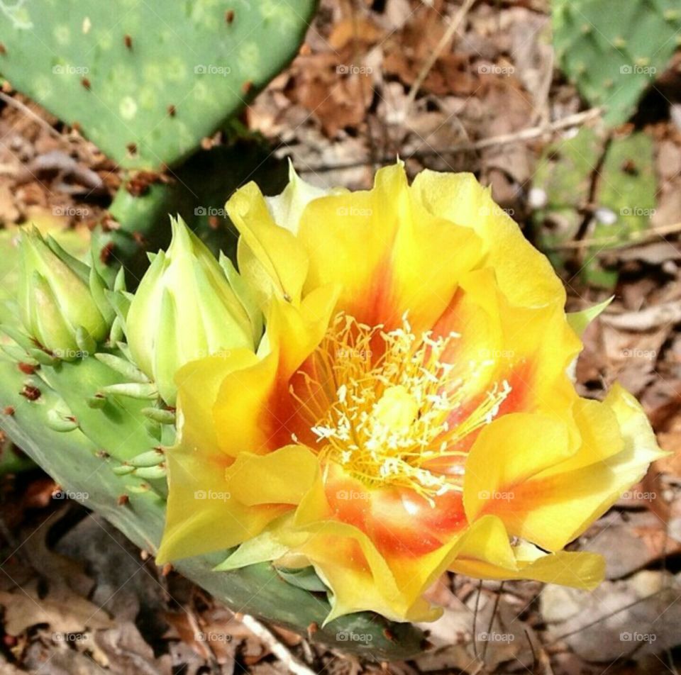 yellow cactus flower in Texas