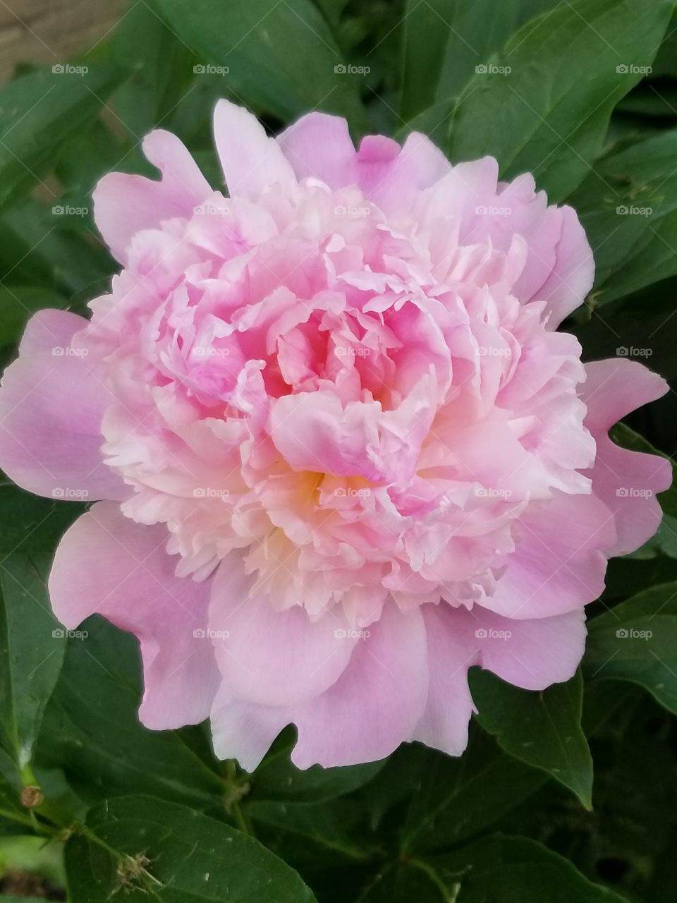 Beautiful pink peony blooming into a huge gorgeous flower that catches the eye with its unique shape