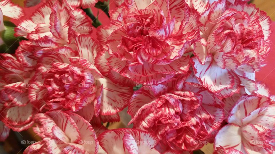 carnations