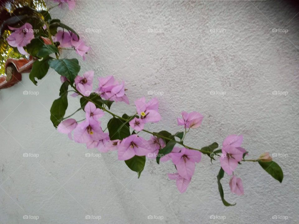 Branch of a pink bougainvillea