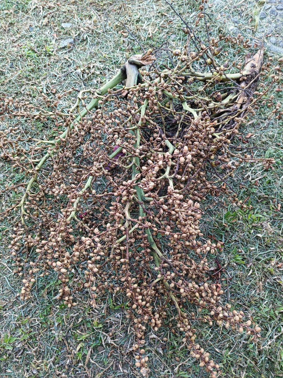 "The fallen palm fruit cluster, once thriving on lofty branches, now rests on the ground, a reminder of nature's cycles—what flourishes above will one day return to the earth."