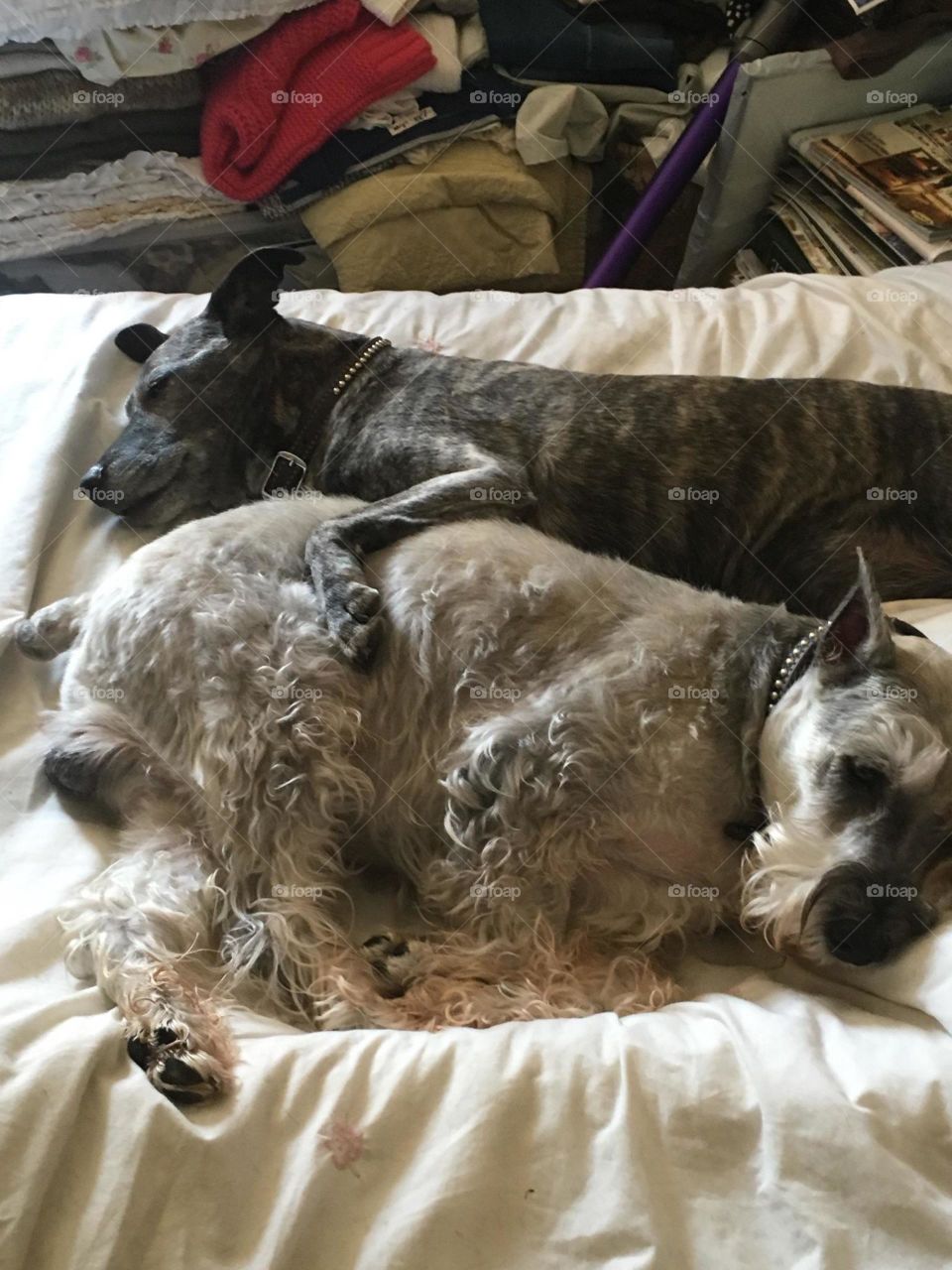 Dog, Mammal, Bed, Pet, Family