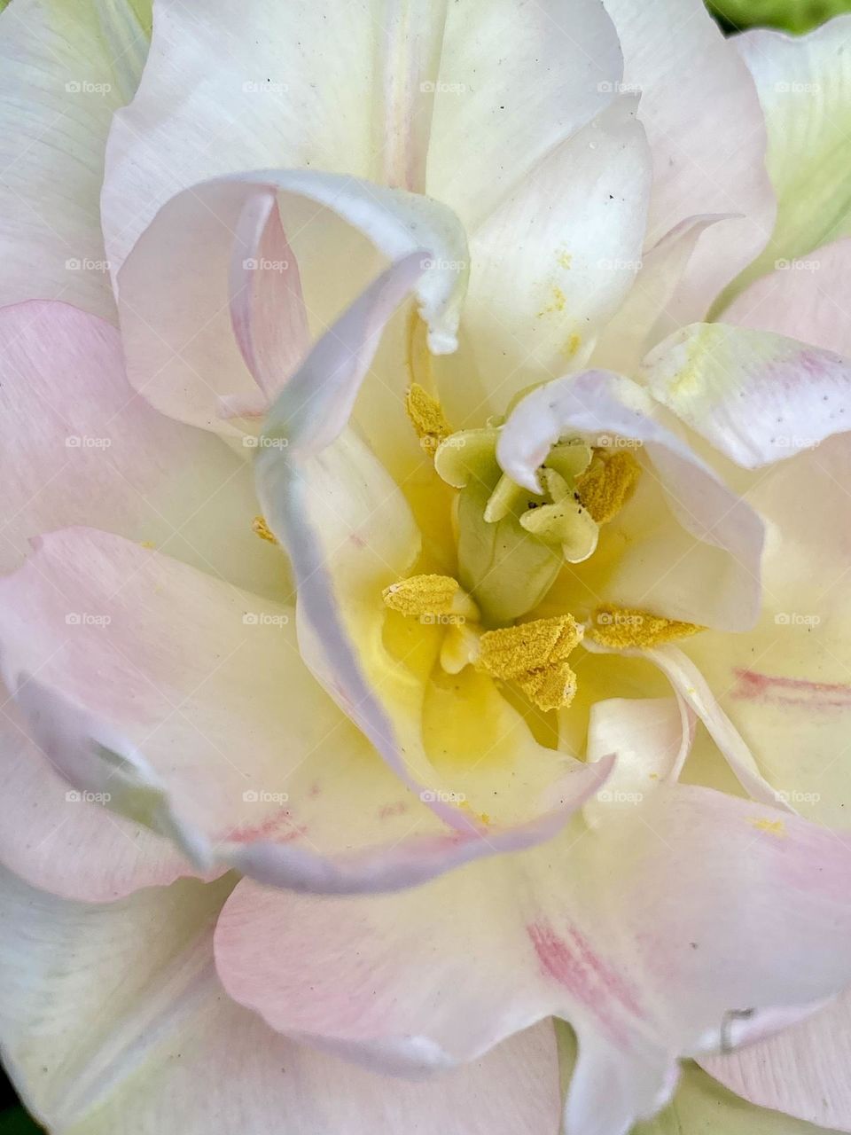 Close up of a pink and white tulip