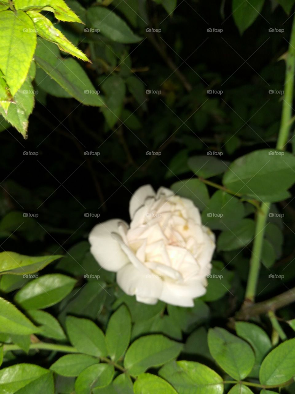 the flower of night rose