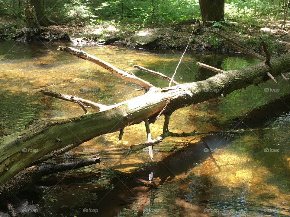 Dead wood in sunny stream
