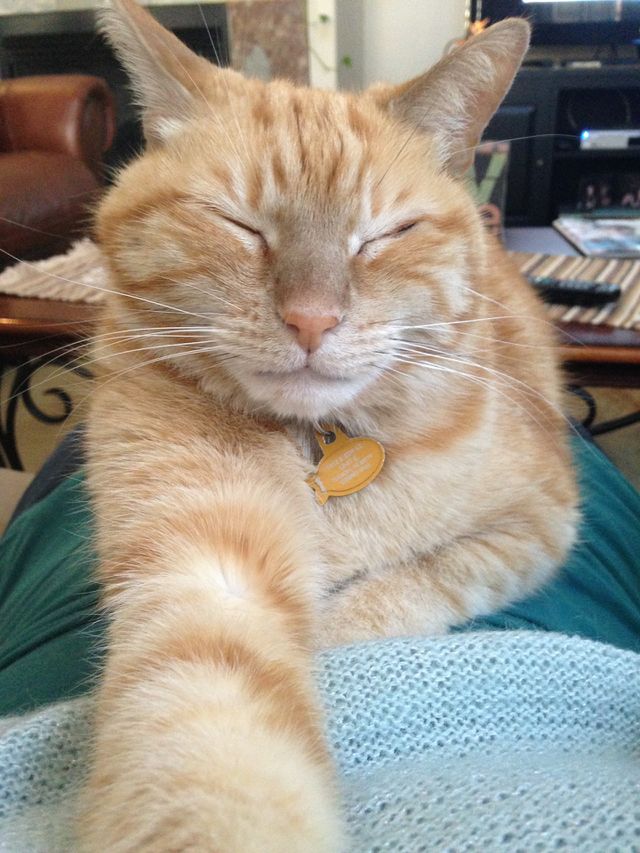 Happy cat