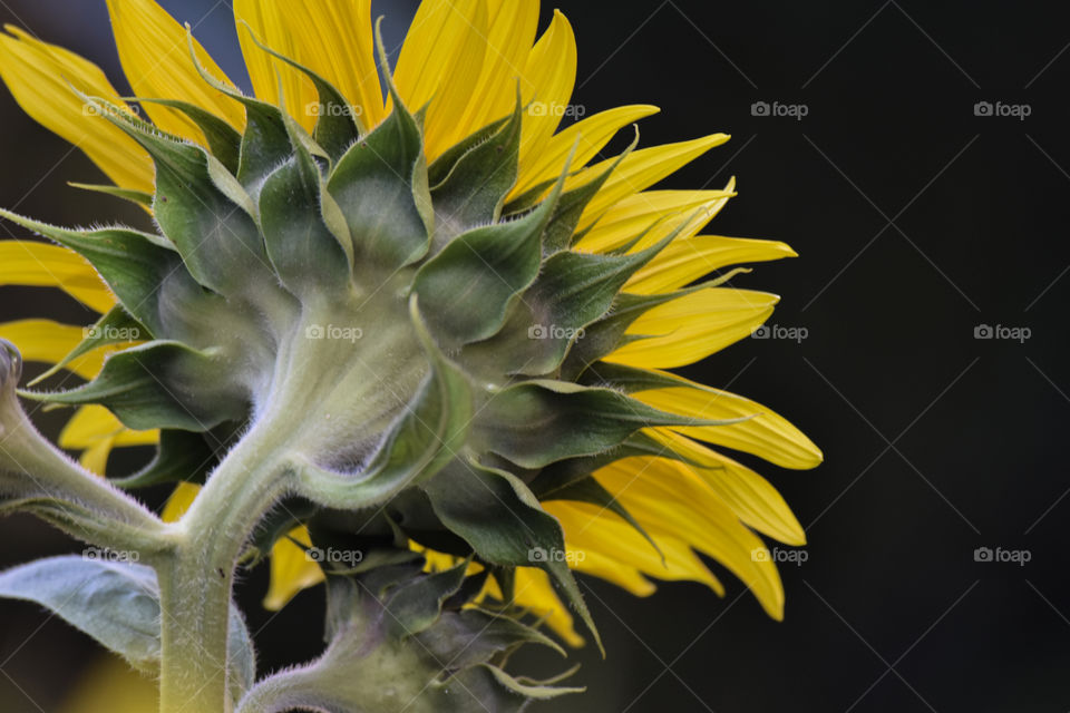 Sunflower/Girassol.