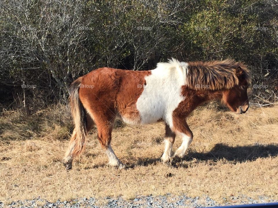 Assateague Island Maryland