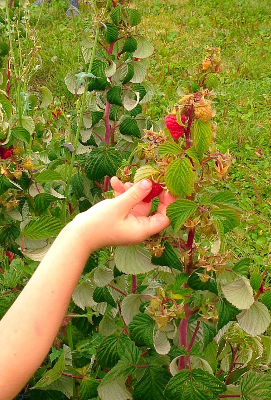 Hand picking raspberries 
