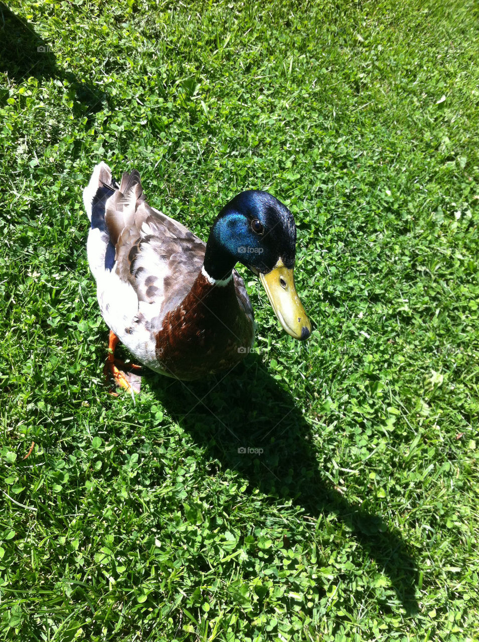 sweden sigtuna duck by kamrern