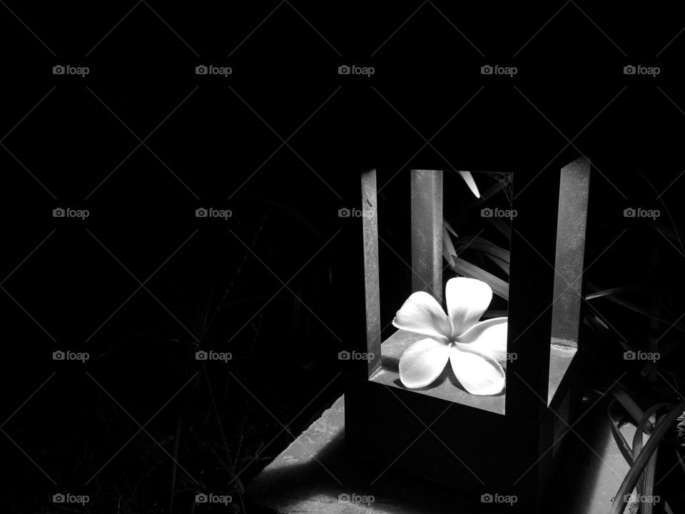 White frangipani flower under the light