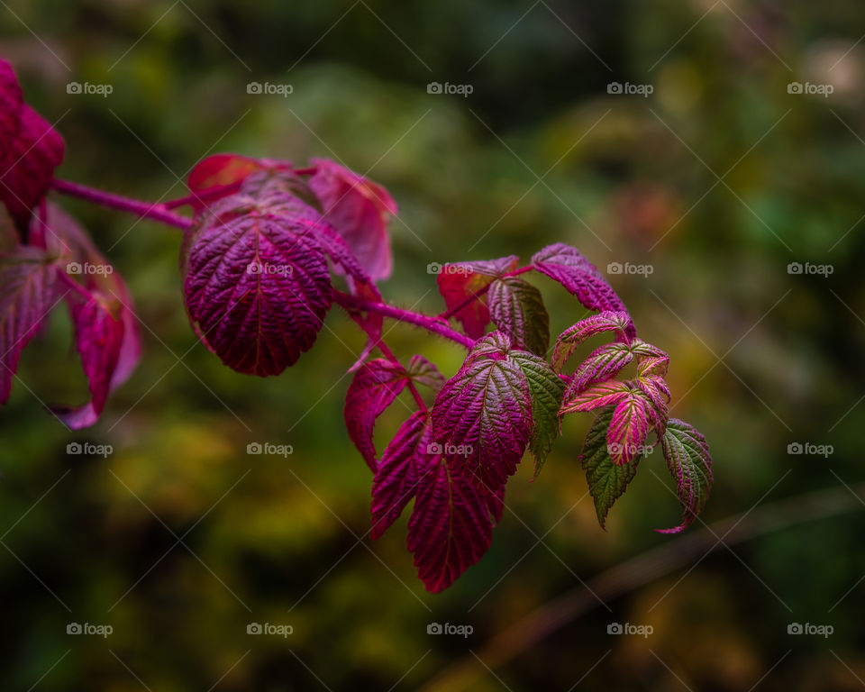 Magenta leaves under a cloudy day with  dark background