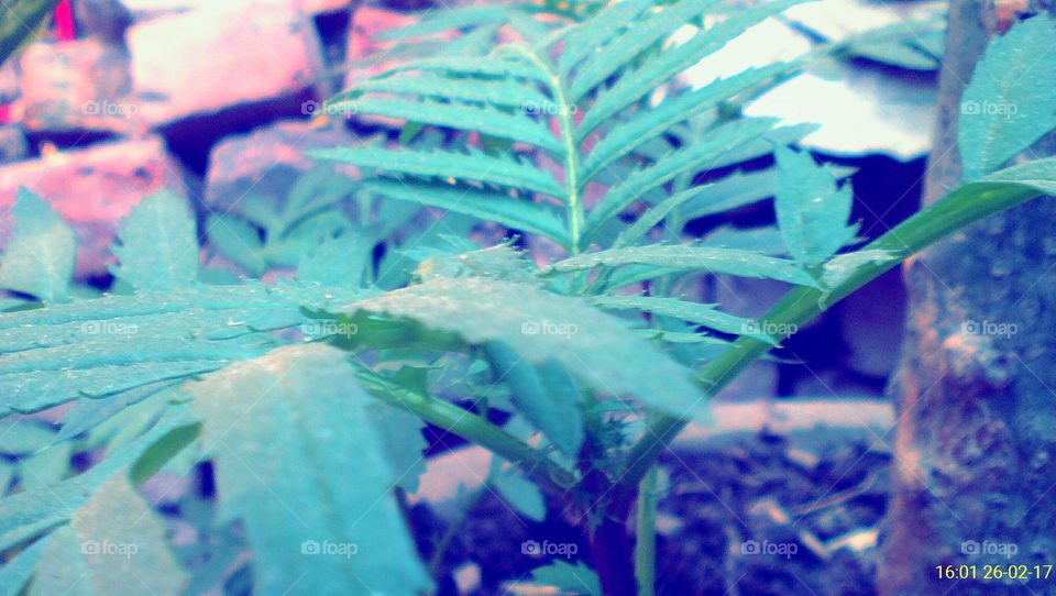 some filtered and edited pic of a marigold plant