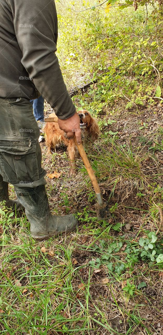 truffle hunting