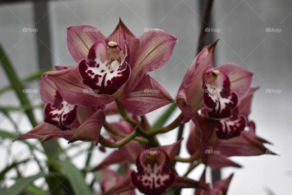 garden flowers orchids greenhouse plants nature
