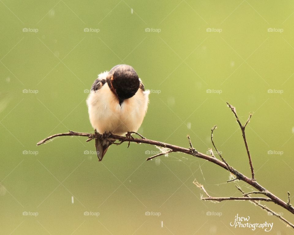 Barn Swallow "Praying"