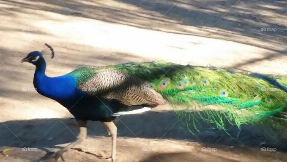 Peacock