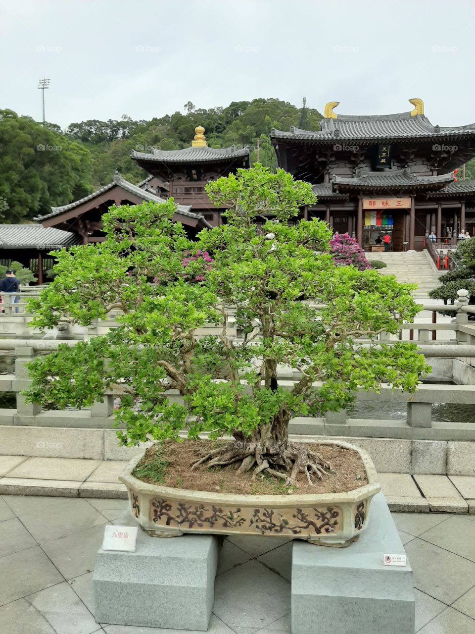 bonsai