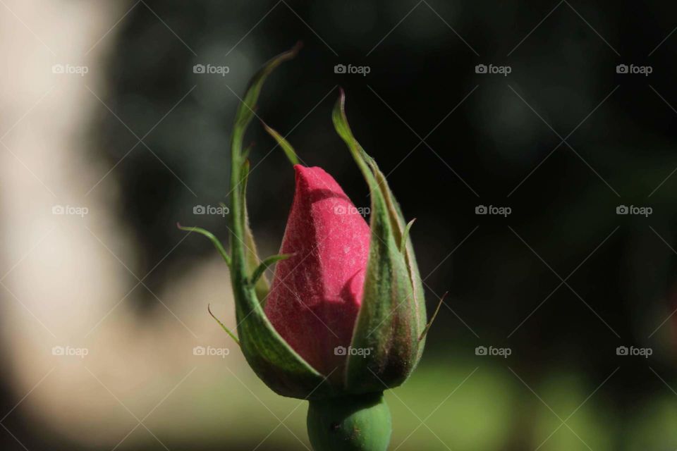 Per una rosa

Vorrei essere te, così violenta
così aspra d'amore,
così accesa di vene di bellezza
e così castigata.

Vorrei essere te: sola è piovuta
una splendida frase musicale
dalle mani di Dio quando protese
dentro l'abbraccio della creazione
spaventava ogni nulla
e il cammino degli esseri incalzava.

Tu sei pausa di Dio: Dio in te riposa
Alda Merini