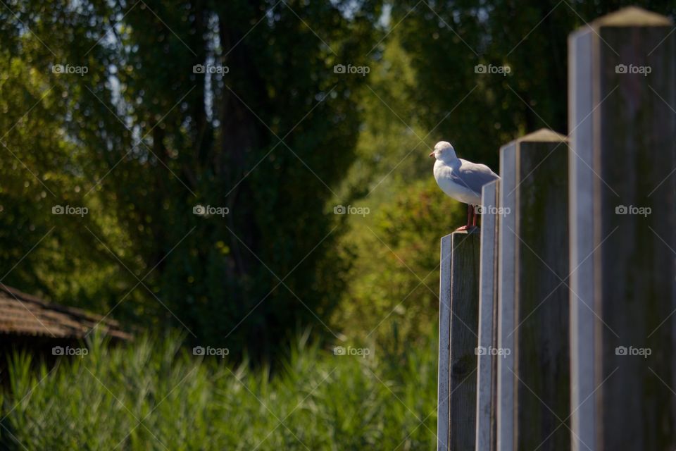 Seagull perching outdoors