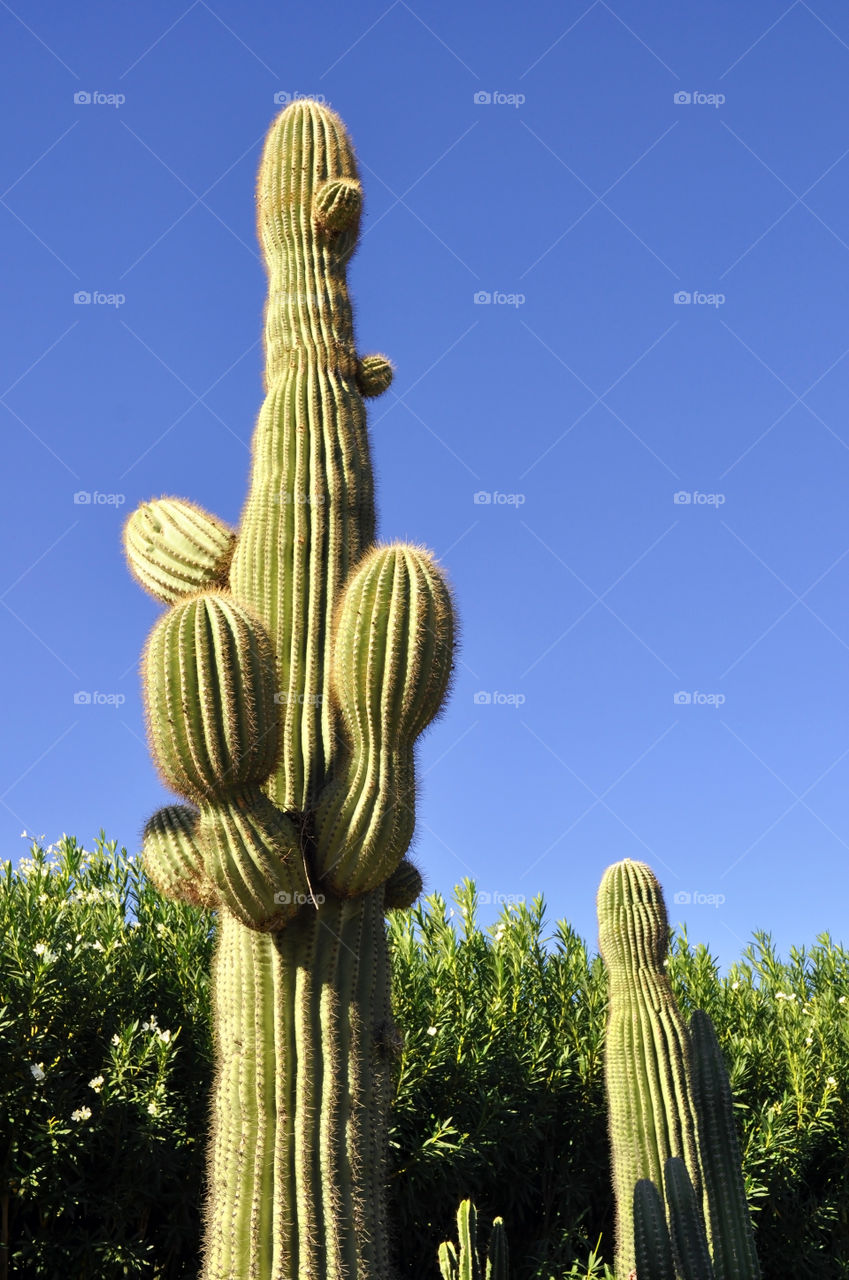 Saguaro cactus against a bright blue sky in Arizona USA. 