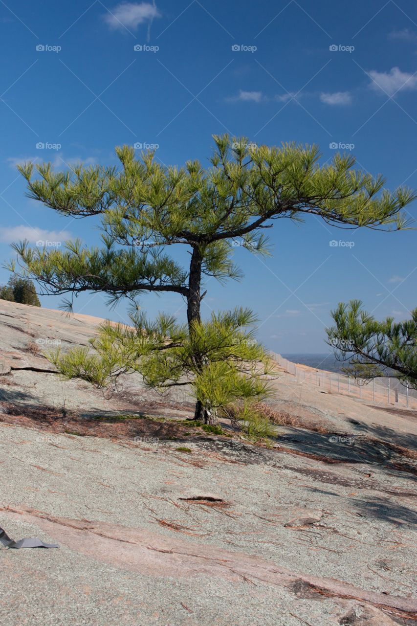 Tree on a mountain