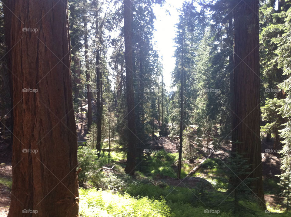 trees forest logs united states by sabont