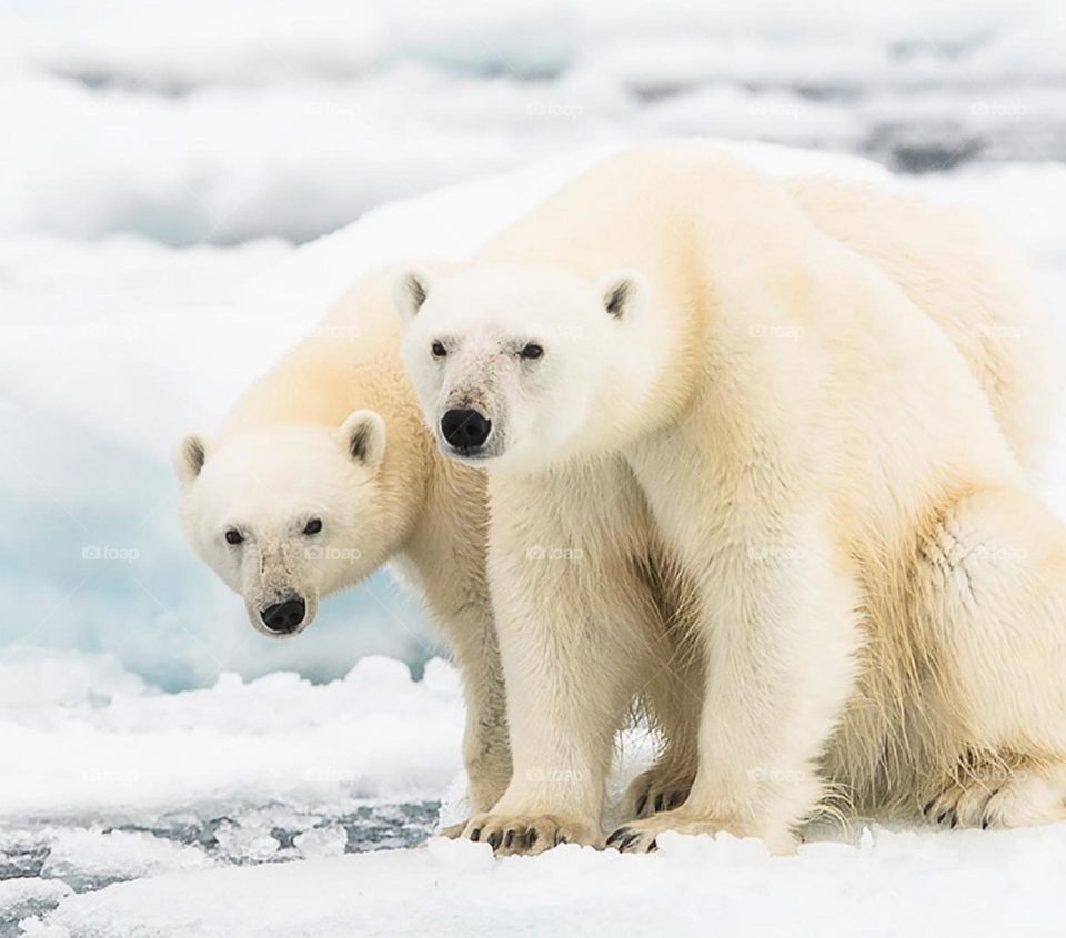 Северные мишки