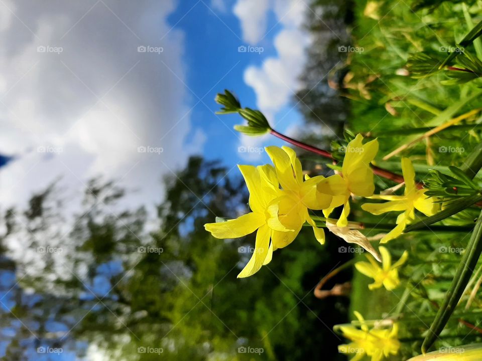 mini daffodils on a clear spring morning