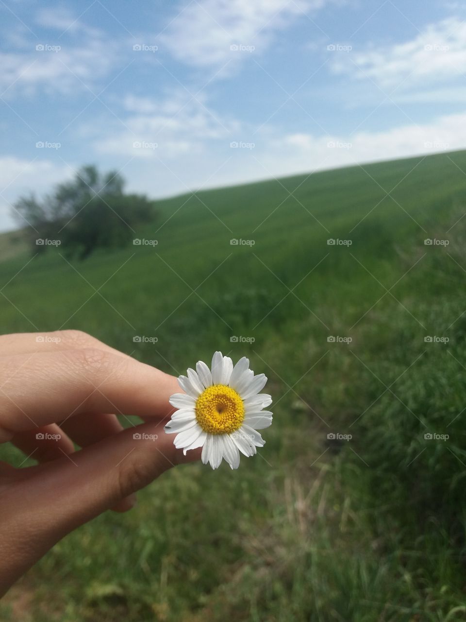 little daisy