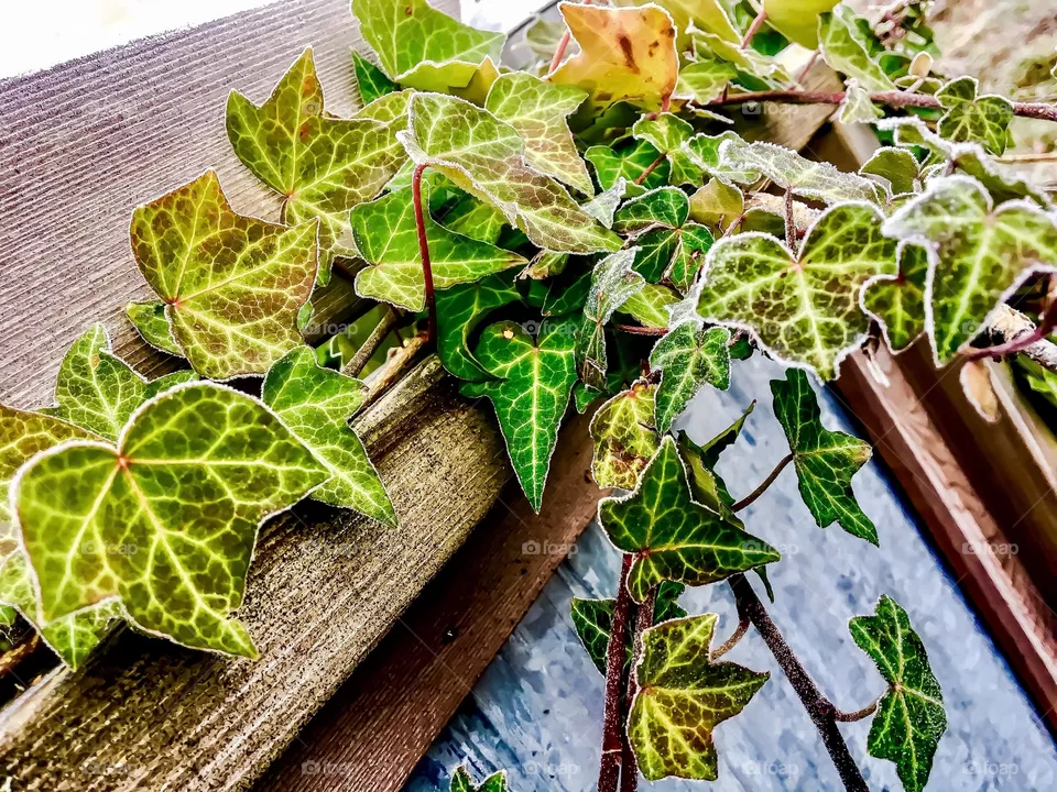 Ivy & Frost