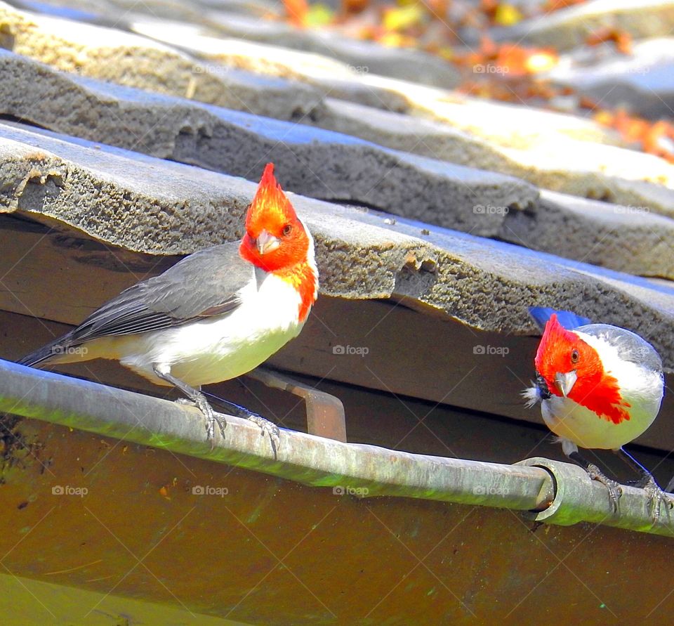 Red- Crested Cardinals