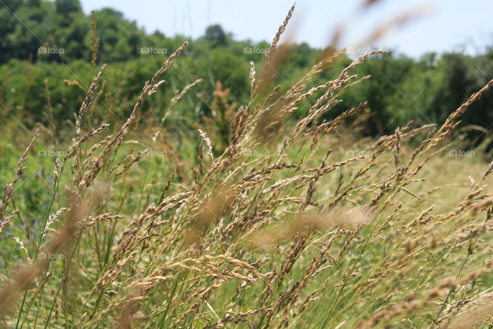 Y’all grasses grow in the Ohio River Valley in the summer. 