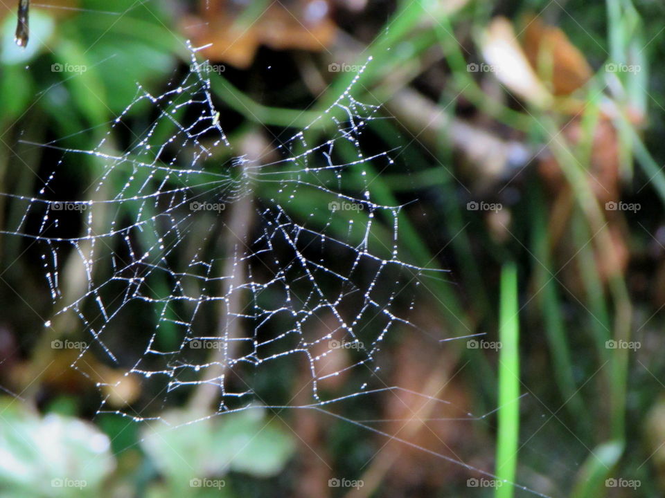 wet web