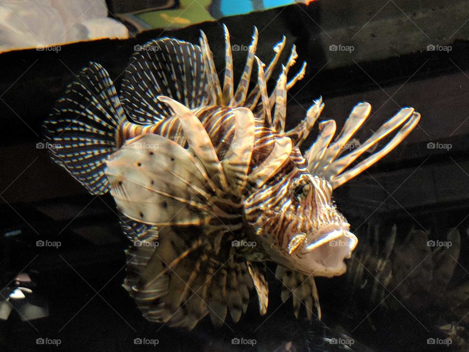 invasive species
fish
beautiful
creepy
aquarium
tank
tan